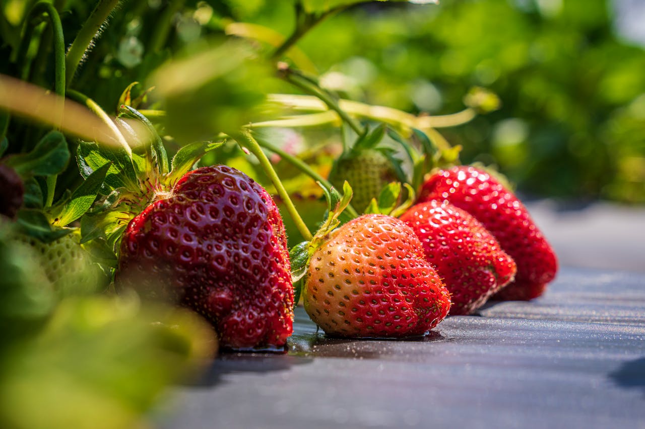 TRIC Robotics UV light agriculture robot effect on strawberry crops
