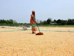 Farmer managing stored grain at Arya.ag collection and storage facility in India