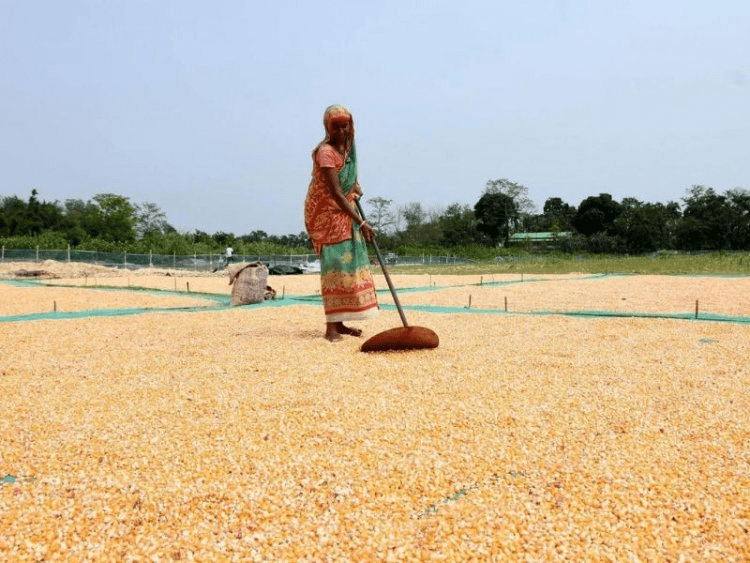 Farmer managing stored grain at Arya.ag collection and storage facility in India